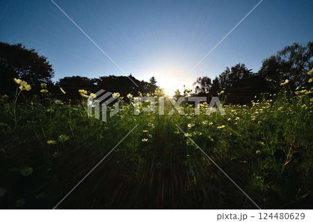 太陽の光が輝く草花と朝の風景 124480629