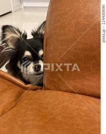 ソファの陰から覗き見をするポメチワの子犬 124480690
