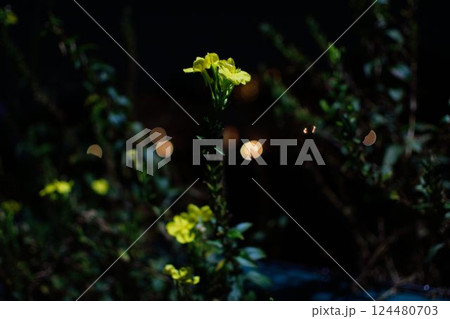 夜に浮かぶ黄色い花と街の灯り 124480703