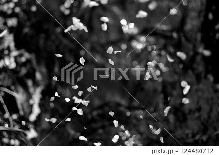 花びらに浮かぶ蜘蛛という命 124480712