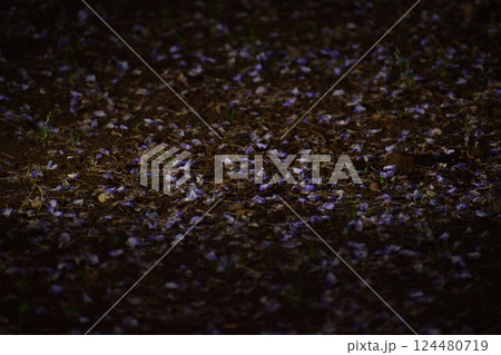 夜の光に照らされる落ち葉と静かな地面 124480719