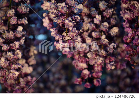 やわらかな光に揺れる満開の藤の花 124480720