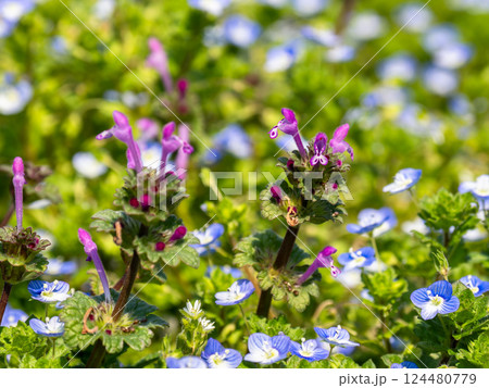 春の野原に咲くホトケノザとオオイヌノフグリの花 124480779