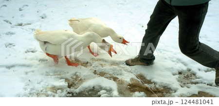 Geese attack or defend themselves against humans 124481041