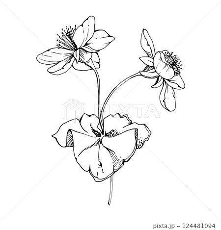 Early spring cloudberry anemone flowers with leaves, white forest primrose ephemera, hand drawn vector ink. Single boutonniere buttonhole isolated illustration. Wedding, florist shop, scrapbooking Early spring cloudberry anemone flowers with leaves, white forest primrose ephemera, hand drawn vector ink. Single boutonniere buttonhole isolated illustration. Wedding, florist shop, scrapbooking 124481094