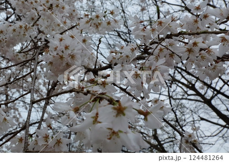 桜の花が満開 桜の花が満開 124481264