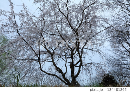 枝ぶりの良い枝垂れ桜 枝ぶりの良い枝垂れ桜 124481265