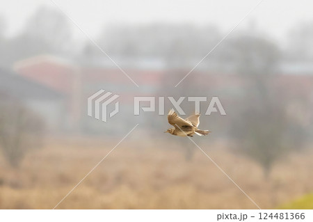 Eurasian skylark (Alauda arvensis) Fly agricultural landscape. 124481366