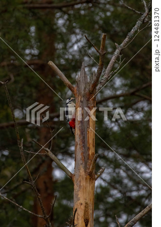 Great Spotted Woodpecker on tree 124481370