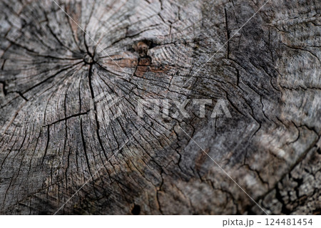 古びた木の年輪の背景 古びた木の年輪の背景 124481454