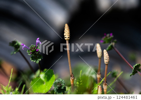 土筆 つくし 春 土筆 つくし 春 124481461