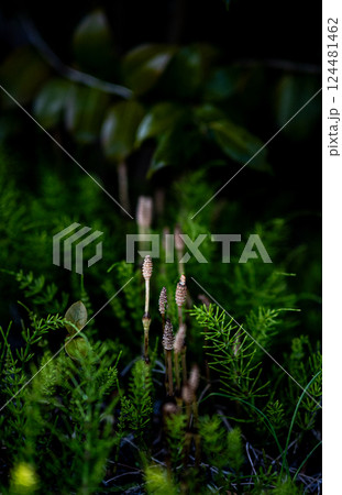 土筆　つくし　春 124481462