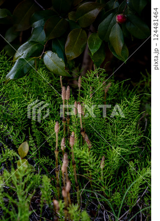 土筆 つくし 春 土筆 つくし 春 124481464