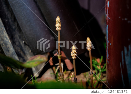 土筆 つくし 春 土筆 つくし 春 124481571