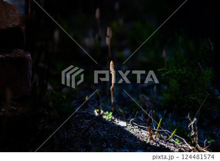 土筆 つくし 春 土筆 つくし 春 124481574