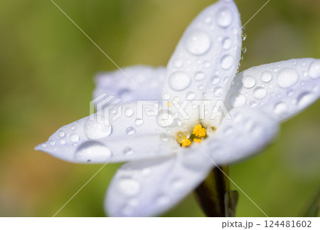 雨に濡れたハナニラの花 124481602