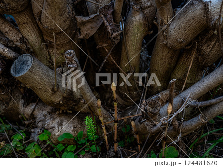 土筆 つくし 春 土筆 つくし 春 124481620