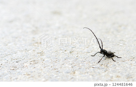 Close-up of black longhorn beetle with long antennae crawling on pavement surface, natural behavior in an open environment, Cerambycidae long-horned or longicorns, copy space Close-up of black longhorn beetle with long antennae crawling on pavement surface, natural behavior in an open environment, Cerambycidae long-horned or longicorns, copy space 124481646