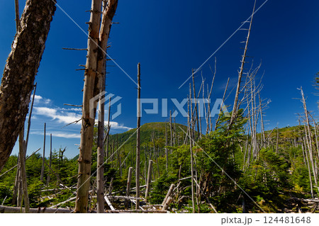 前掛山の倒木帯から見る八ヶ岳連峰・蓼科山山頂 124481648