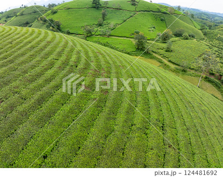 High angle view Rows of growing tea plantation at Long Coc mountains, Phu Tho province,Texture of Green tea leaf in northern Vietnam High angle view Rows of growing tea plantation at Long Coc mountains, Phu Tho province,Texture of Green tea leaf in northern Vietnam 124481692