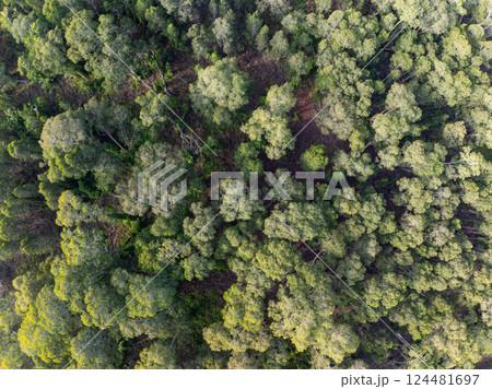 White samet or cajuput trees in wetlands forest at koh prathong island,Phang nga Thailand,Greenery botanic forest,Drone wide angle lens White samet or cajuput trees in wetlands forest at koh prathong island,Phang nga Thailand,Greenery botanic forest,Drone wide angle lens 124481697