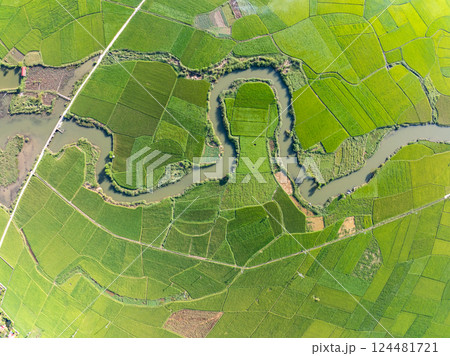 Top view Rice fields in harvest season,High angle view over countryside at northern Vietnam Top view Rice fields in harvest season,High angle view over countryside at northern Vietnam 124481721