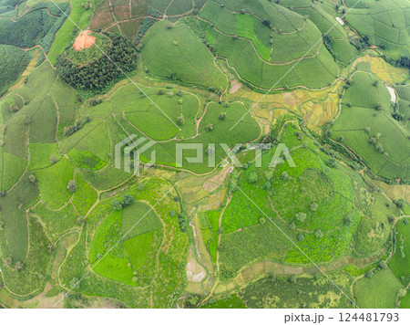 High angle view Rows of growing tea plantation at Long Coc mountains, Phu Tho province,Texture of Green tea leaf in northern Vietnam 124481793