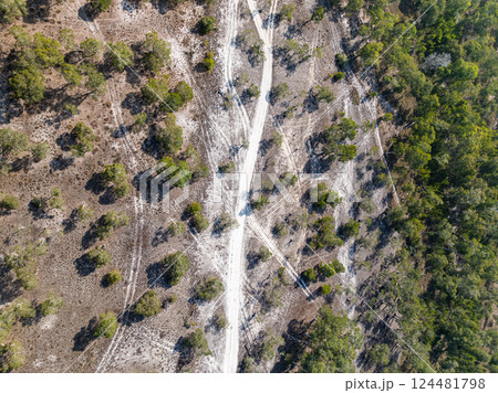 White samet or cajuput trees in wetlands forest at koh prathong island,Phang nga Thailand,Greenery botanic forest,Drone wide angle lens White samet or cajuput trees in wetlands forest at koh prathong island,Phang nga Thailand,Greenery botanic forest,Drone wide angle lens 124481798