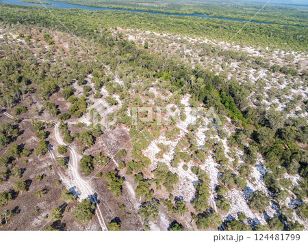 White samet or cajuput trees in wetlands forest at koh prathong island,Phang nga Thailand,Greenery botanic forest,Drone wide angle lens White samet or cajuput trees in wetlands forest at koh prathong island,Phang nga Thailand,Greenery botanic forest,Drone wide angle lens 124481799