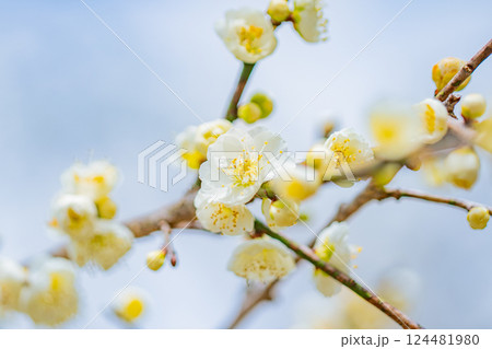 白梅の花（マクロ） 124481980