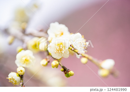 白梅の花(マクロ) 白梅の花(マクロ) 124481990