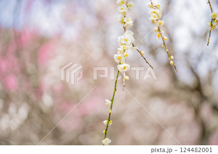白梅の花(マクロ) 白梅の花(マクロ) 124482001