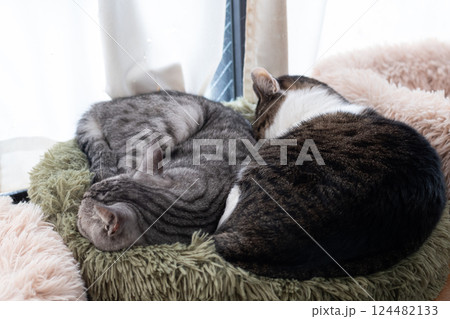 窓辺で眠る二匹の猫 窓辺で眠る二匹の猫 124482133