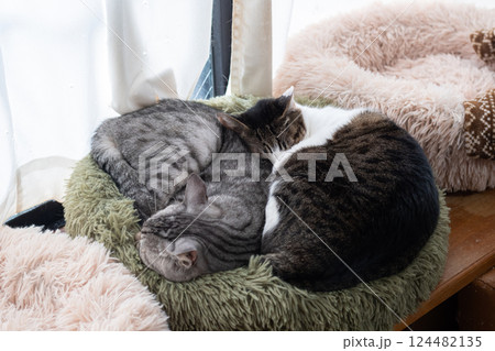 窓辺で眠る二匹の猫 窓辺で眠る二匹の猫 124482135