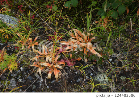 室堂平にて高山植物の草紅葉、紅葉 室堂平にて高山植物の草紅葉、紅葉 124482386