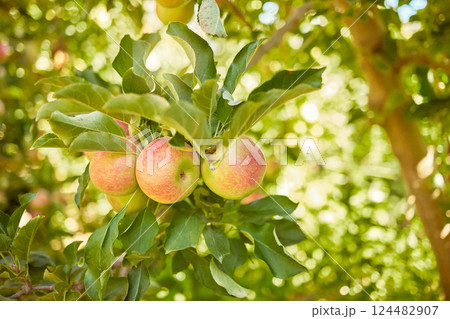 Apple, farm or garden with trees for harvest on field of sustainable orchard farmland outside on sunny day. Agriculture, nutrition and sustainability ripe organic fruit to eat growing in green tree Apple, farm or garden with trees for harvest on field of sustainable orchard farmland outside on sunny day. Agriculture, nutrition and sustainability ripe organic fruit to eat growing in green tree 124482907