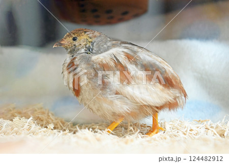 ヒメウズラの雛 ヒメウズラの雛 124482912