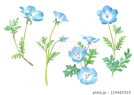 春の花:ネモフィラの水彩イラスト。切り花のセット。 春の花:ネモフィラの水彩イラスト。切り花のセット。 124482919