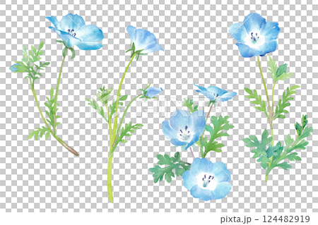 春天的花朵:粉蝶花水彩插圖。一組切花。 春天的花朵:粉蝶花水彩插圖。一組切花。 124482919