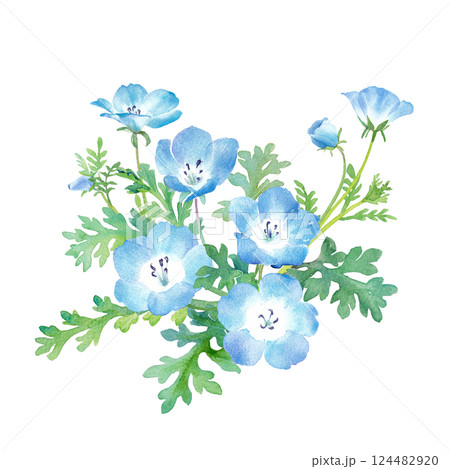 春の花：ネモフィラの水彩イラストのイラスト素材 [124482920] - PIXTA