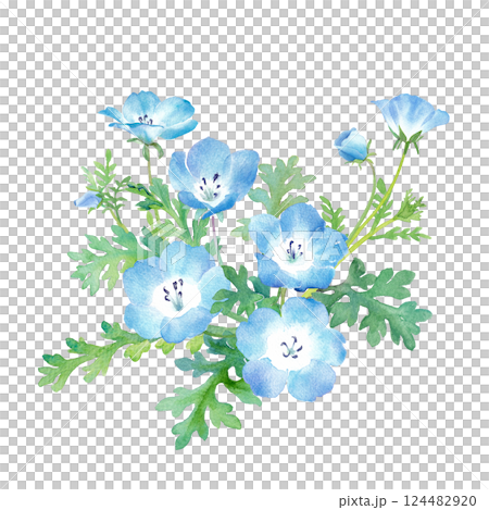 春花： 粉蝶花水彩插圖 124482920