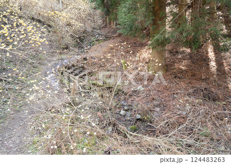 青貝山のミツマタ群生地（大阪府豊能郡豊能町） 124483263