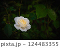 午後 昼過ぎ アフタヌーン 124483355