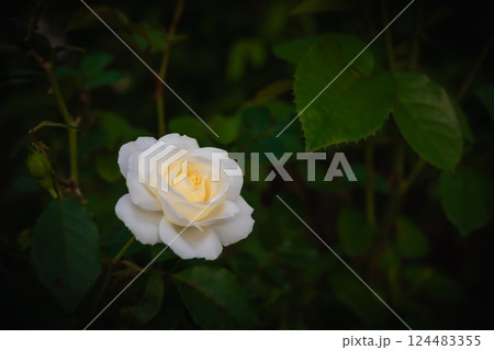 午後 昼過ぎ アフタヌーン 124483355