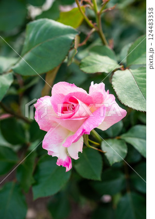 午後 昼過ぎ アフタヌーン 124483358