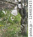 桜の花びらが散った後の桜 124483415