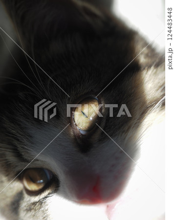 猫 猫 124483448