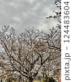 満開になった桜 124483604
