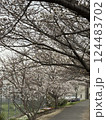 満開の桜のある道 124483702