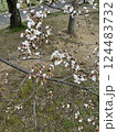 桜のある風景 124483732